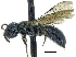  ( - 06713E07-BC)  @13 [ ] CreativeCommons - Attribution (2015) CBG Photography Group Centre for Biodiversity Genomics