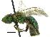  ( - 06713F04-BC)  @13 [ ] CreativeCommons - Attribution (2015) CBG Photography Group Centre for Biodiversity Genomics