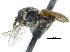  (Macrotera cockerellula - 06713G08-TX)  @12 [ ] CreativeCommons - Attribution (2015) CBG Photography Group Centre for Biodiversity Genomics