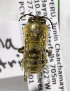  (Rhinetula rufiventris - CCDB-03752 B01)  @13 [ ] CreativeCommons - Attribution Non-Commercial Share-Alike (2010) Unspecified York University