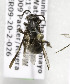  (Neocorynura PER03 - CCDB-03752 C11)  @11 [ ] CreativeCommons - Attribution Non-Commercial Share-Alike (2010) Unspecified York University