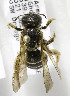  (Halictus brunnescens - CCDB-03753 G11)  @15 [ ] CreativeCommons - Attribution Non-Commercial Share-Alike (2010) Unspecified York University