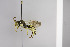  (Nomada edwardsii - CCDB-01556 F06)  @14 [ ] CreativeCommons - Attribution Non-Commercial Share-Alike (2010) Unspecified York University