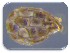  ( - 30152-20)  @11 [ ] No Rights Reserved (2017) Radi Aly Agricultural Research Organization, Israel
