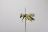  (Andrena MEX06 - B03772 B03-MEX)  @14 [ ] CreativeCommons - Attribution Non-Commercial Share-Alike (2010) Unspecified York University