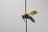  (Andrena MEX05 - B03772 B05-MEX)  @12 [ ] CreativeCommons - Attribution Non-Commercial Share-Alike (2010) Unspecified York University
