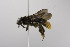  (Andrena MEX43 - B03772 B07-MEX)  @15 [ ] CreativeCommons - Attribution Non-Commercial Share-Alike (2010) Unspecified York University