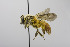  (Andrena MEX09 - B03772 B08-MEX)  @14 [ ] CreativeCommons - Attribution Non-Commercial Share-Alike (2010) Unspecified York University