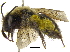  (Andrena nivalis - 06717A09-YT)  @15 [ ] CreativeCommons - Attribution (2015) CBG Photography Group Centre for Biodiversity Genomics