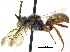  ( - 06717B05-YT)  @14 [ ] CreativeCommons - Attribution (2015) CBG Photography Group Centre for Biodiversity Genomics