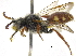  ( - 06717B09-YT)  @14 [ ] CreativeCommons - Attribution (2015) CBG Photography Group Centre for Biodiversity Genomics