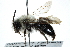  ( - 06717C05-YT)  @13 [ ] CreativeCommons - Attribution (2015) CBG Photography Group Centre for Biodiversity Genomics