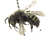  ( - 06717F08-NT)  @13 [ ] CreativeCommons - Attribution (2015) CBG Photography Group Centre for Biodiversity Genomics
