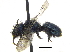  (Osmia tristella - 06717G05-AB)  @15 [ ] CreativeCommons - Attribution (2015) CBG Photography Group Centre for Biodiversity Genomics