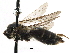  (Andrena sp. aff. robertsoni - 06732A09-MD)  @14 [ ] CreativeCommons - Attribution (2015) CBG Photography Group Centre for Biodiversity Genomics