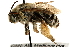  ( - 06732G08-AB)  @13 [ ] CreativeCommons - Attribution (2015) CBG Photography Group Centre for Biodiversity Genomics