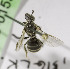  (Andrena KGZ02 - B01558B01-KGZ)  @11 [ ] CreativeCommons - Attribution Non-Commercial Share-Alike (2010) Unspecified York University