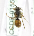  (Nomada KGZ02 - B01558F09-KGZ)  @13 [ ] CreativeCommons - Attribution Non-Commercial Share-Alike (2010) Unspecified York University