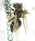  (Andrena KGZ03 - B01558E09-TJK)  @11 [ ] CreativeCommons - Attribution Non-Commercial Share-Alike (2010) Unspecified York University