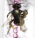  (Andrena KGZ05 - B03757B07-KGZ)  @14 [ ] CreativeCommons - Attribution Non-Commercial Share-Alike (2010) Unspecified York University