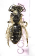  (Andrena KGZ08 - B03757C03-KGZ)  @12 [ ] CreativeCommons - Attribution Non-Commercial Share-Alike (2010) Unspecified York University
