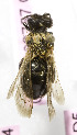  (Andrena KGZ09 - B03757C05-KGZ)  @11 [ ] CreativeCommons - Attribution Non-Commercial Share-Alike (2010) Unspecified York University