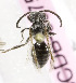  (Andrena KGZ10 - B03757C11-KGZ)  @11 [ ] CreativeCommons - Attribution Non-Commercial Share-Alike (2010) Unspecified York University