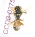  (Nomada KGZ01 - B03757D12-KGZ)  @12 [ ] CreativeCommons - Attribution Non-Commercial Share-Alike (2010) Unspecified York University