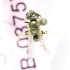  (Halictus transbaikalensis - B03757H06-KGZ)  @13 [ ] CreativeCommons - Attribution Non-Commercial Share-Alike (2010) Unspecified York University