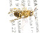  (Plebeia COL05 - CCDB-03775 C10)  @11 [ ] CreativeCommons - Attribution Non-Commercial Share-Alike (2010) Unspecified York University