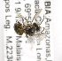  (Plebeia COL07 - CCDB-03775 C11)  @12 [ ] CreativeCommons - Attribution Non-Commercial Share-Alike (2010) Unspecified York University