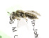  (Andrena DEU01 - CCDB-03775 D12)  @11 [ ] CreativeCommons - Attribution Non-Commercial Share-Alike (2010) Unspecified York University