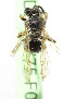  (Andrena BC01 - CCDB-03775 F09)  @11 [ ] CreativeCommons - Attribution Non-Commercial Share-Alike (2010) Unspecified York University