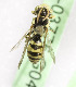  (Nomada bc32 - CCDB-03775 G04)  @13 [ ] CreativeCommons - Attribution Non-Commercial Share-Alike (2010) Unspecified York University