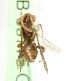  (Nomada erythraea - CCDB-03775 G05)  @13 [ ] CreativeCommons - Attribution Non-Commercial Share-Alike (2010) Unspecified York University