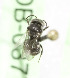  (Stelis heronae - CCDB-03775 F02)  @12 [ ] CreativeCommons - Attribution Non-Commercial Share-Alike (2010) Unspecified York University