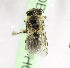 (Andrena BC04 - CCDB-03775 H07)  @11 [ ] CreativeCommons - Attribution Non-Commercial Share-Alike (2010) Unspecified York University