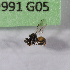  (Tetragonula fuscobalteata - CCDB-22790 B03)  @12 [ ] PCYU (2014) Unspecified York University