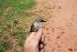  (Apalis thoracica - L04896)  @11 [ ] CreativeCommons - Attribution Non-Commercial Share-Alike (2012) Joseph Heymans Limpopo Department of Economic Development, Environment and Tourism