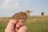  (Cisticola textrix - L22683)  @12 [ ] CreativeCommons - Attribution Non-Commercial Share-Alike (2012) Joseph Heymans Limpopo Department of Economic Development, Environment and Tourism