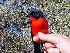  (Laniarius atrococcineus - BB02322)  @11 [ ] CreativeCommons - Attribution Non-Commercial Share-Alike (2012) Joseph Heymans Limpopo Department of Economic Development, Environment and Tourism