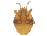  ( - BIOUG32113-A09)  @11 [ ] CreativeCommons - Attribution (2019) CBG Photography Group Centre for Biodiversity Genomics