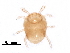  (Allopygmephorus - BIOUG32114-F12)  @11 [ ] CreativeCommons - Attribution (2018) CBG Photography Group Centre for Biodiversity Genomics