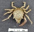  (Pugettia gracilis - CIB140)  @15 [ ] Copyright (2016) Unspecified DFO
