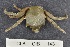  (Pugettia producta - CIB143)  @14 [ ] Copyright (2016) Unspecified DFO