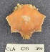  (Pugettia foliata - CIB346)  @14 [ ] Copyright (2016) Unspecified DFO