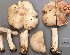  (Entoloma excentricum - TEB 189-16)  @11 [ ] CreativeCommons - Attribution Non-Commercial Share-Alike (2017) Unspecified Norwegian Institution for Nature Research