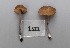  (Entoloma glaucobasis - TEB 190-16)  @11 [ ] CreativeCommons - Attribution Non-Commercial Share-Alike (2017) Unspecified Norwegian Institution for Nature Research