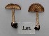  (Entoloma indutoides - TEB 191-16)  @11 [ ] CreativeCommons - Attribution Non-Commercial Share-Alike (2017) Unspecified Norwegian Institution for Nature Research