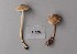  (Entoloma cocles - TEB 215-15)  @11 [ ] CreativeCommons - Attribution Non-Commercial Share-Alike (2017) Unspecified Norwegian Institution for Nature Research